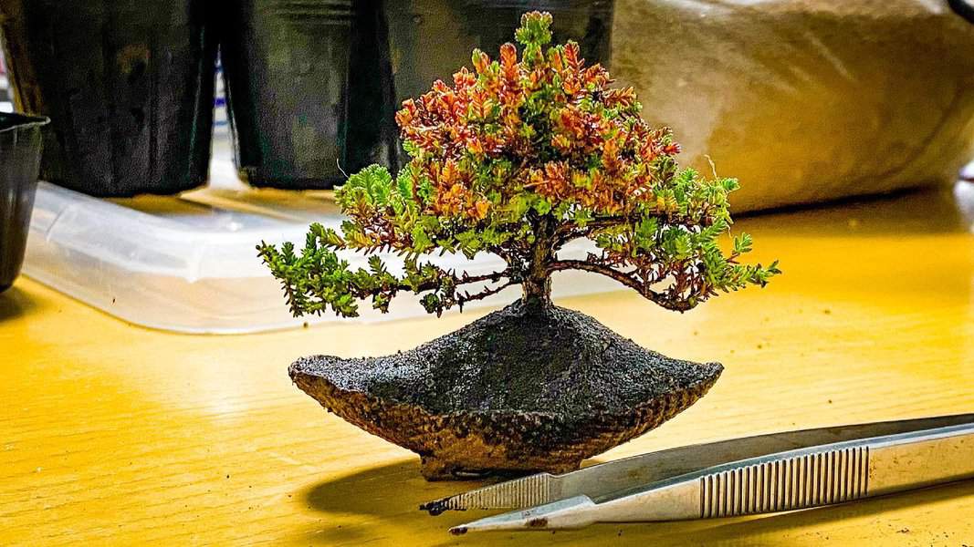 Outdoor bonsai tree