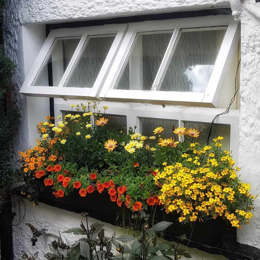 Window with vibrant flowers in a box planter