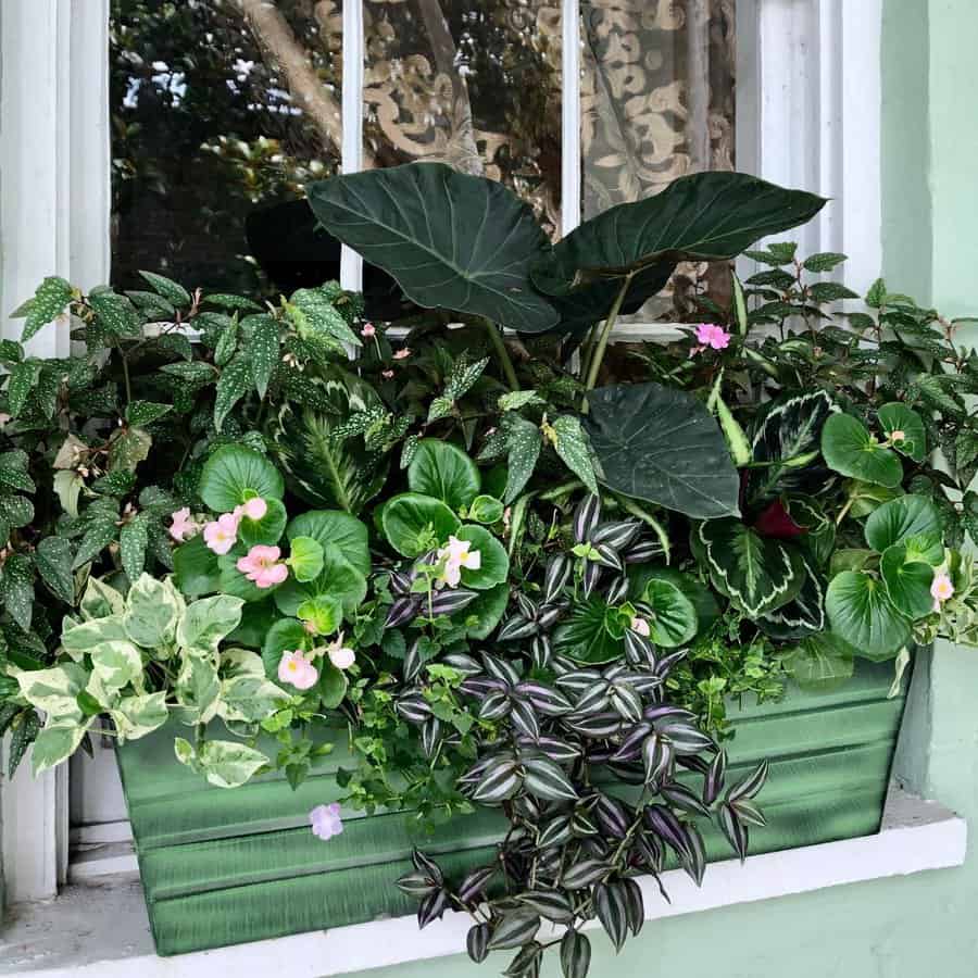 Window box arrangement with rainforest plants