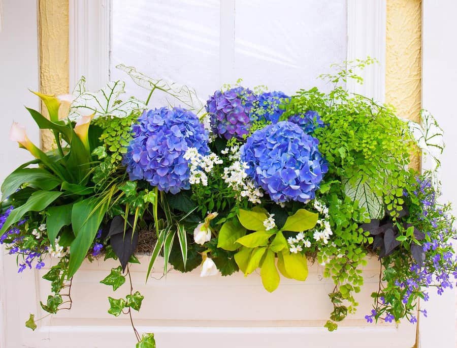 Window box arrangement on coco fiber