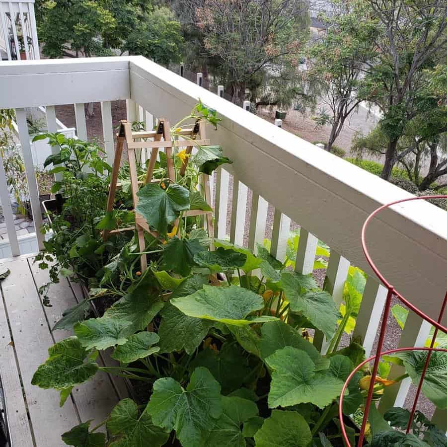 Small condo balcony garden with lush green squash plants, a wooden trellis, and potted herbs, creating a cozy urban growing space