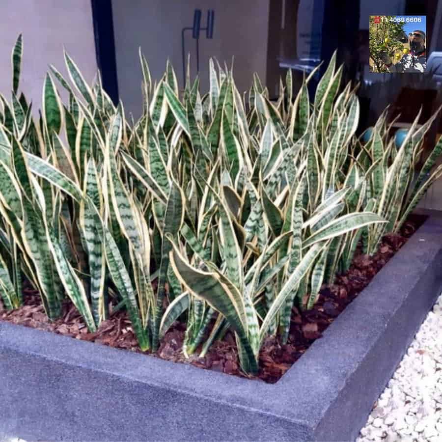 Planter box