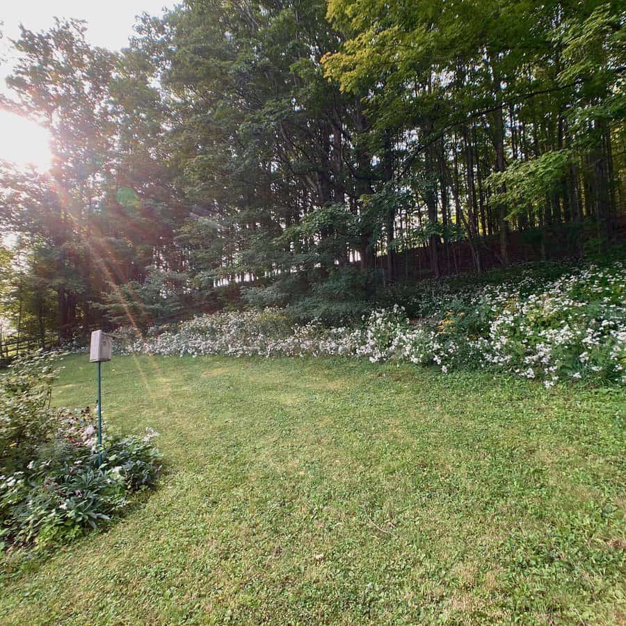 Tranquil backyard with a lush green lawn, wildflowers along a forest edge, and soft sunlight streaming through the trees