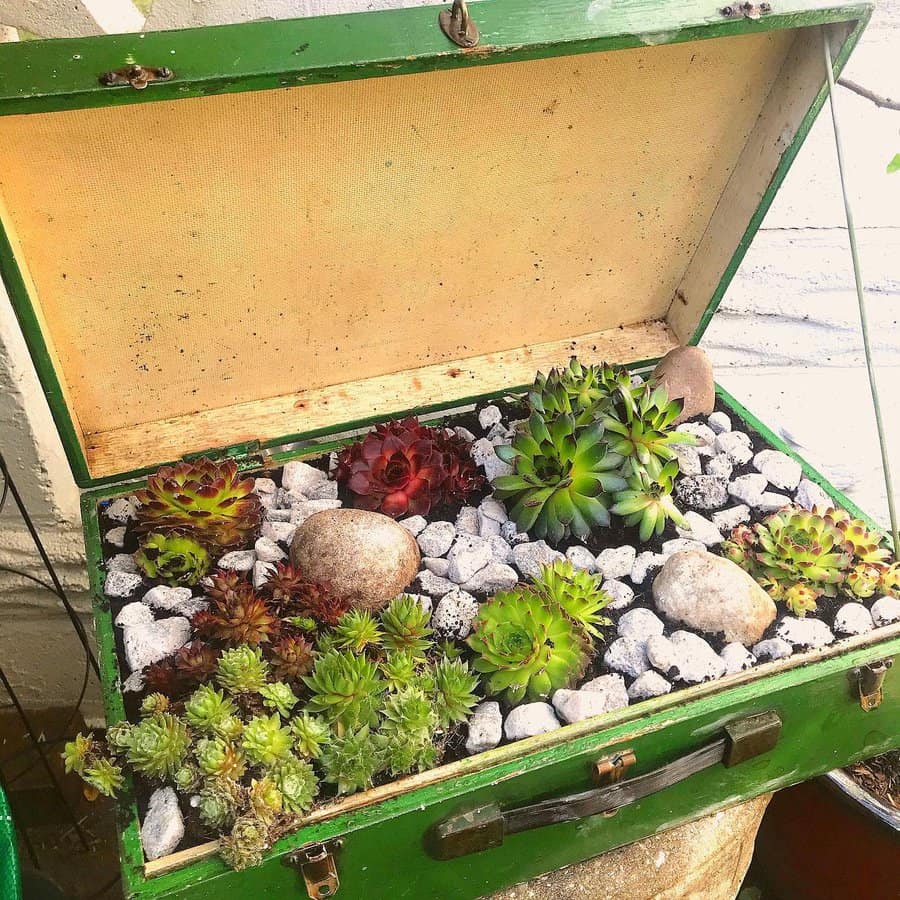 DIY plants box