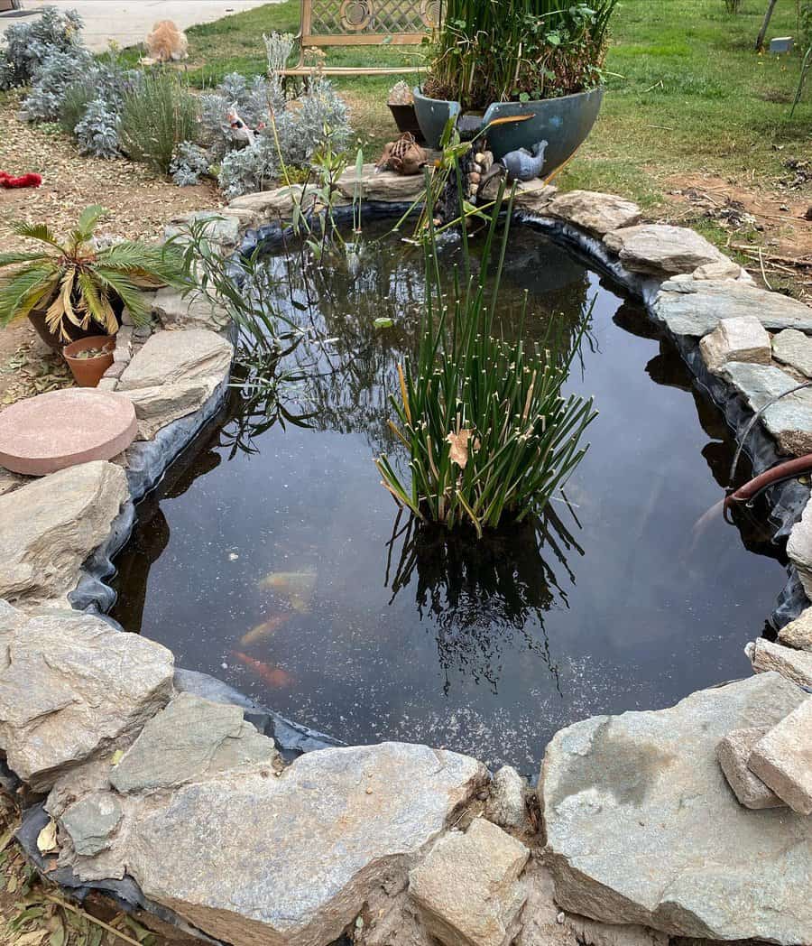 DIY Backyard Pond I desert pond plants