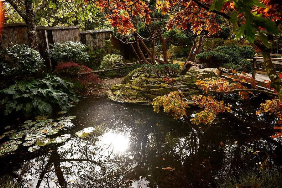 DIY backyard pond