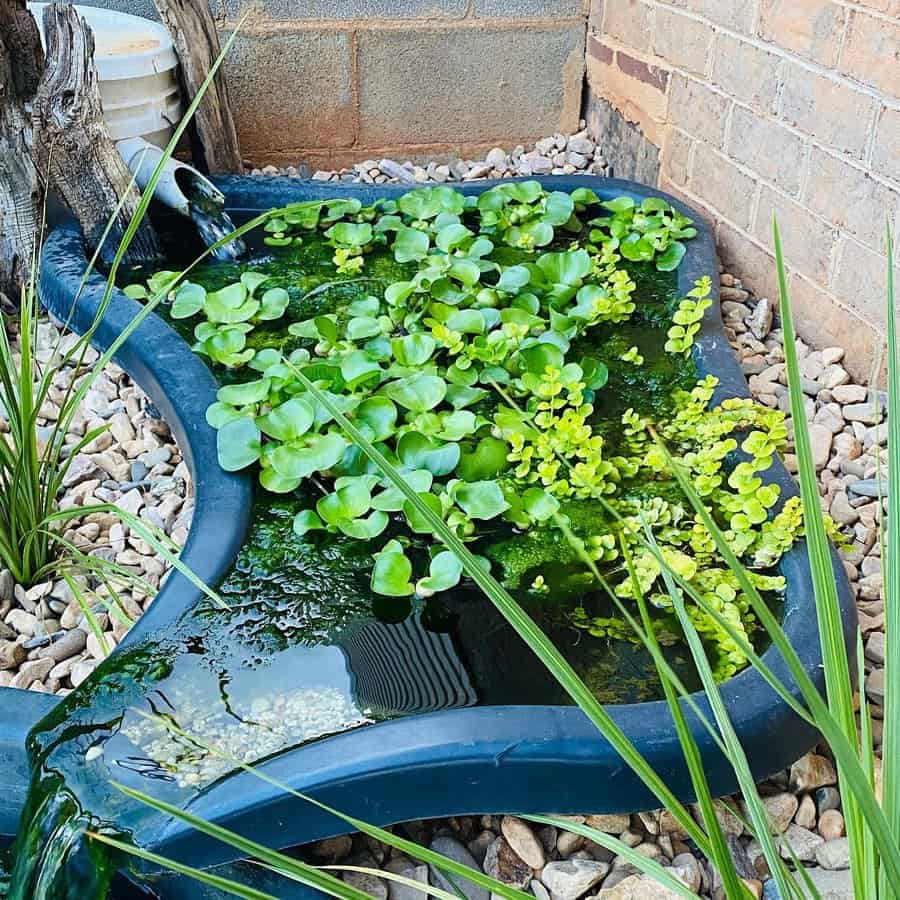 DIY backyard pond