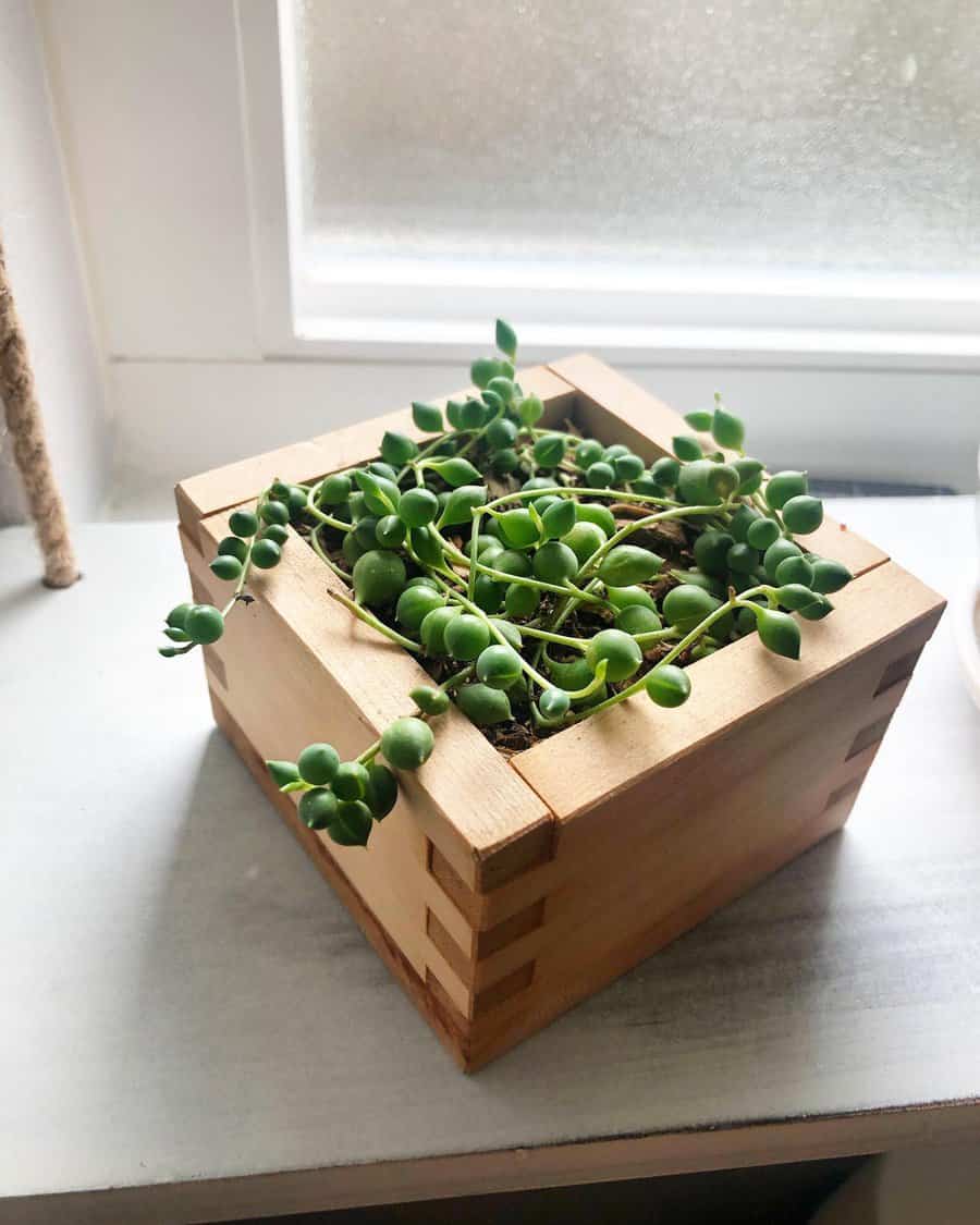 Wood desk planter 