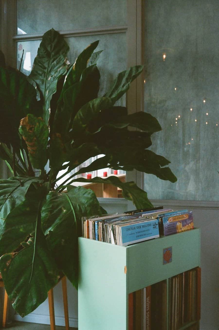 A large leafy plant beside a light green shelf filled with vinyl records against a muted gray wall
