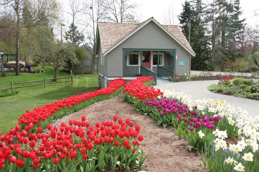 Cottage with pathway lined by colorful tulips