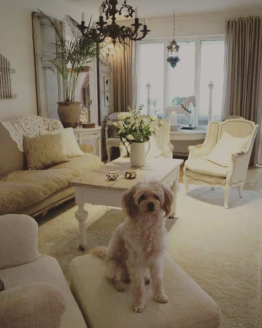 Vintage living room decor with dog and chandelier