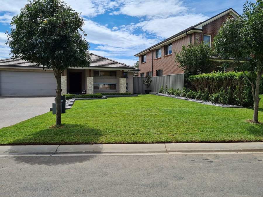 Trees in front yard