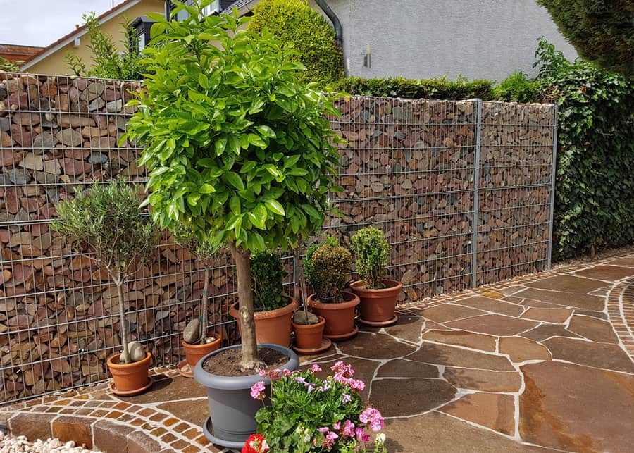 Potted plants in front of gabion wall