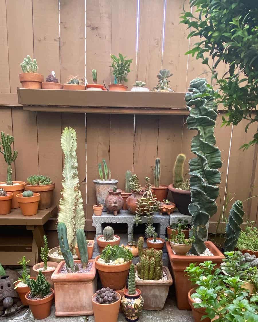 A variety of potted cacti and succulents arranged on shelves and the ground against a wooden fence