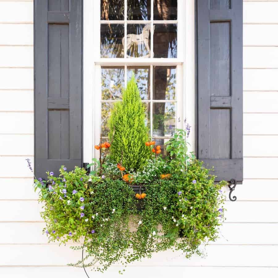 Window box arrangement with bushy plants