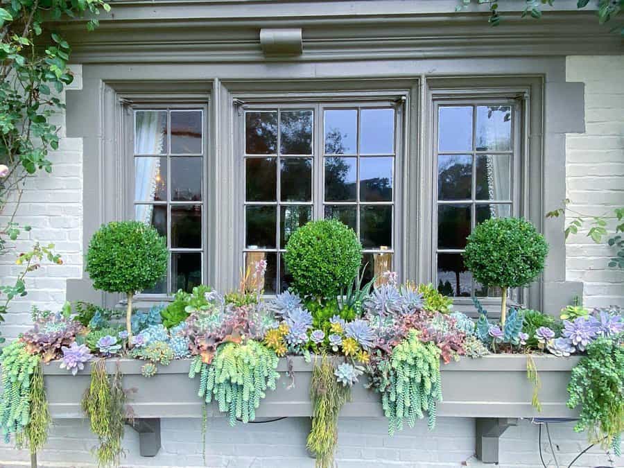 Succulent window box arrangement