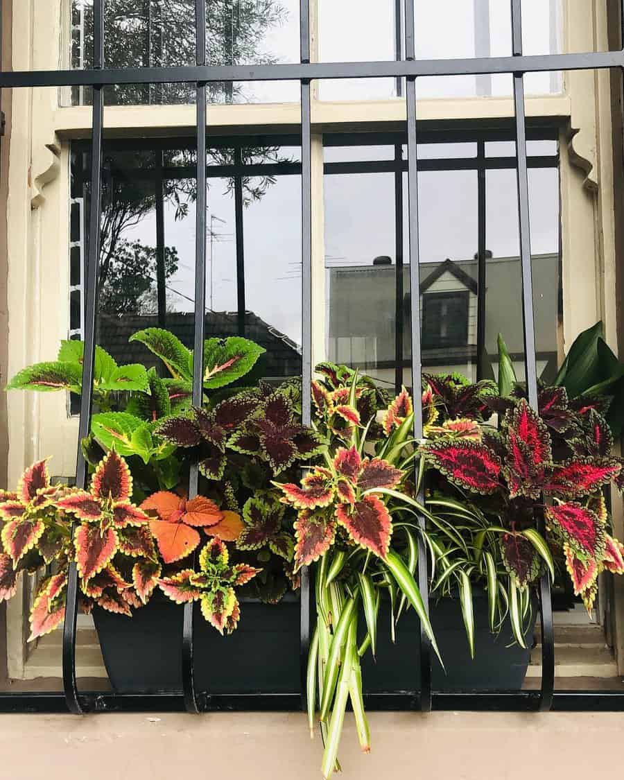 Coleus and Spide plant in a window box