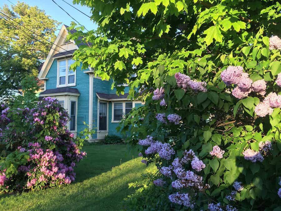 Charming home with vibrant blue siding, surrounded by lush green trees and blooming lilac bushes on a sunny day