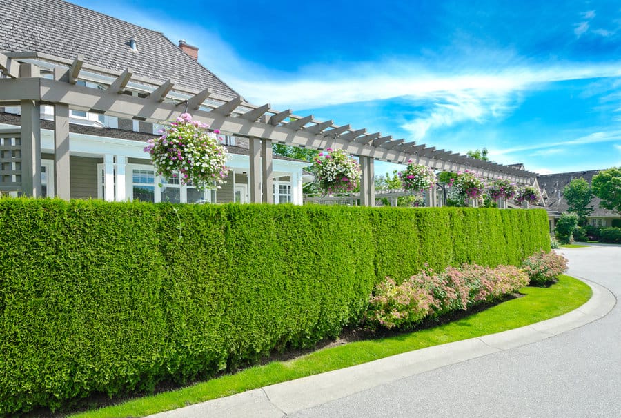 Trimmed hedge with pergola and blooming flowers