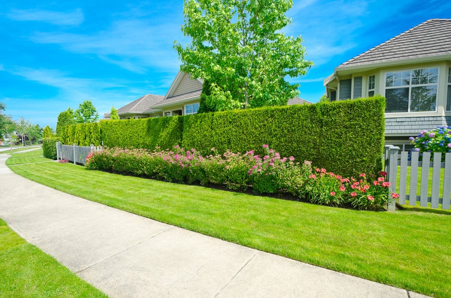 Green hedge fence with colorful flower bed
