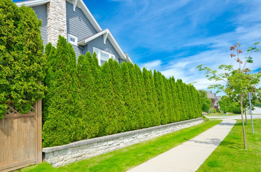 Tall thuja hedge along a sidewalk