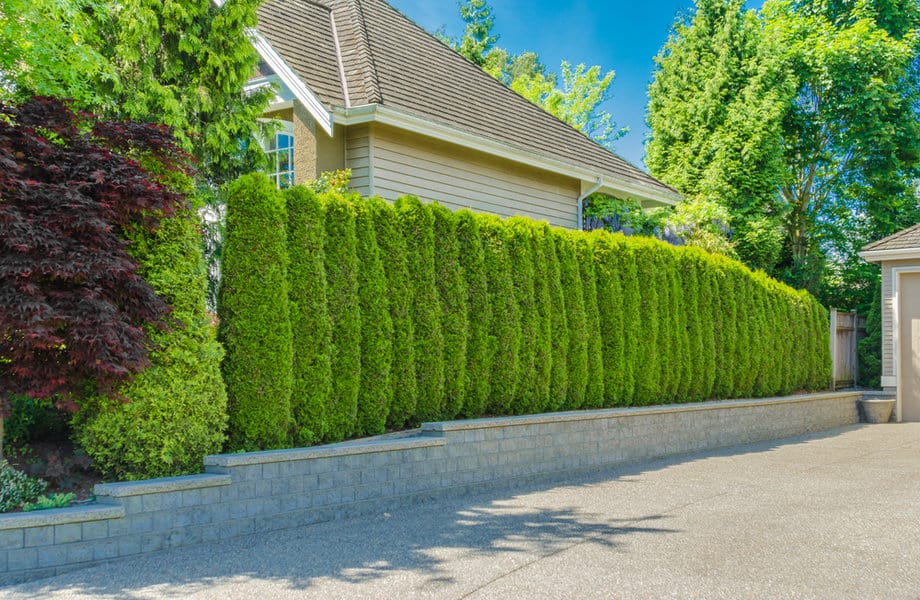 Tall thuja hedge along a sidewalk