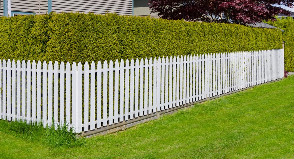 Tall thuja hedge along a sidewalk