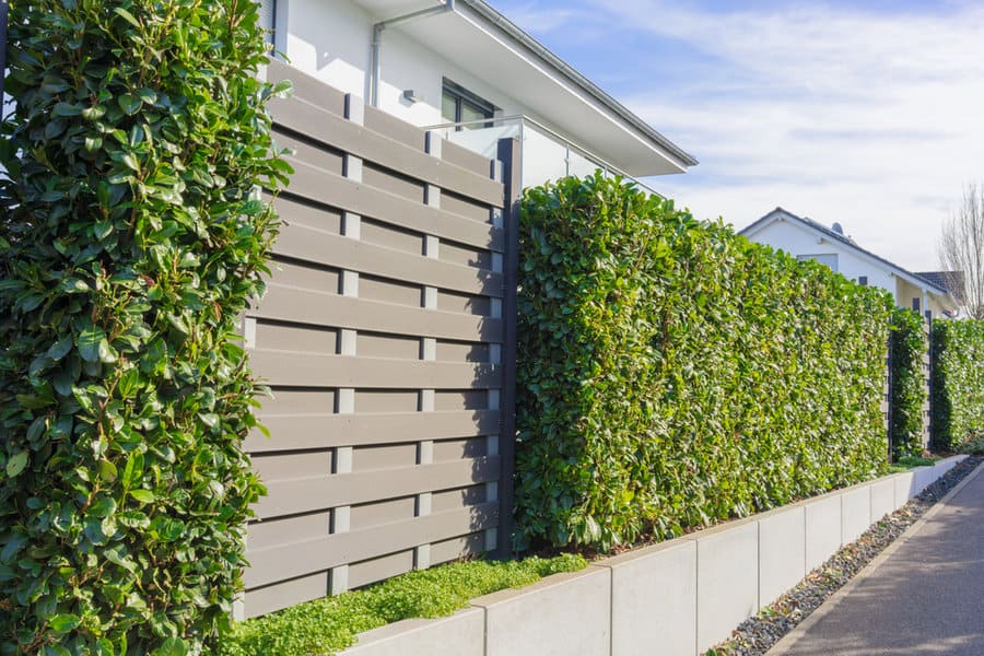 Modern slat fence with dense leafy hedge