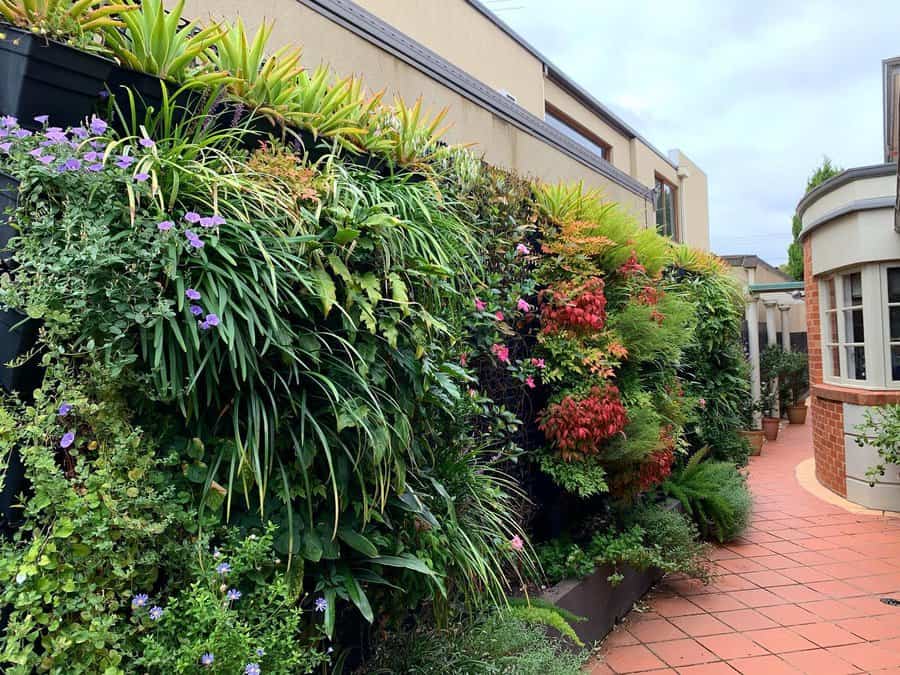 Lush vertical garden along pathway