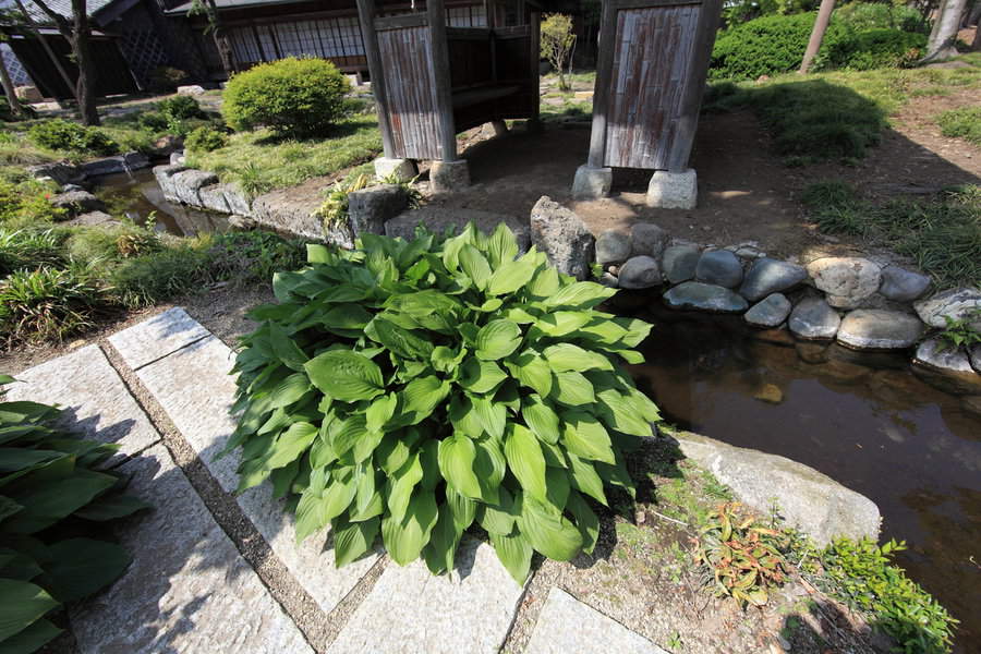 Japanese style garden