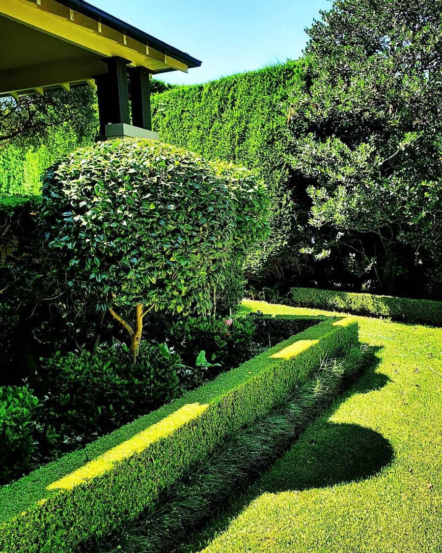 hedge lawn edging