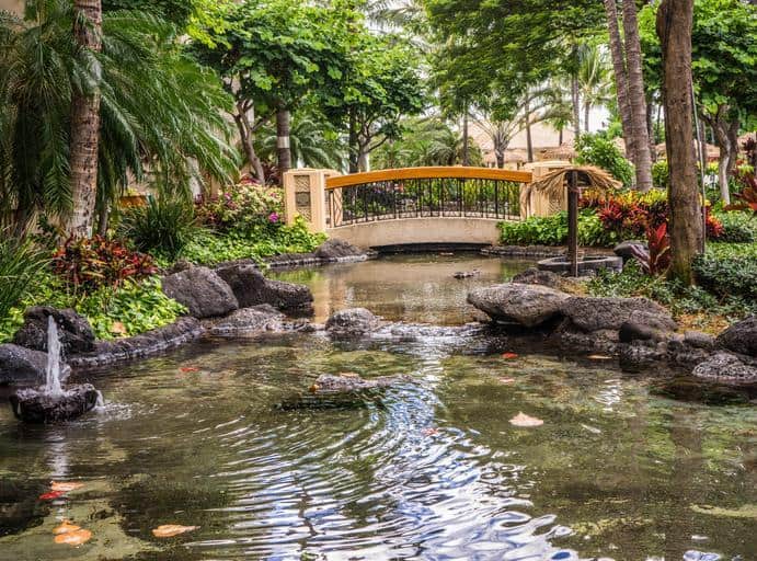 Large backyard pond