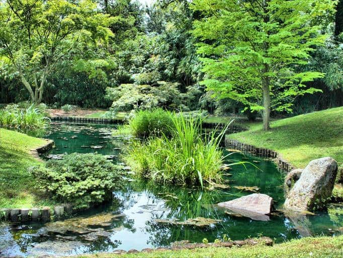 Large backyard pond