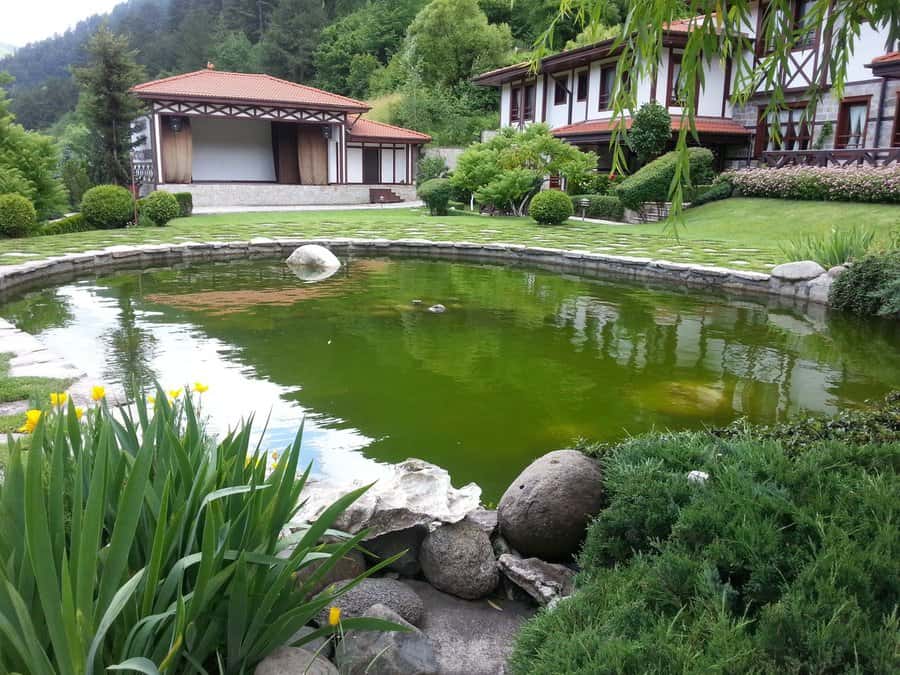 Large backyard pond