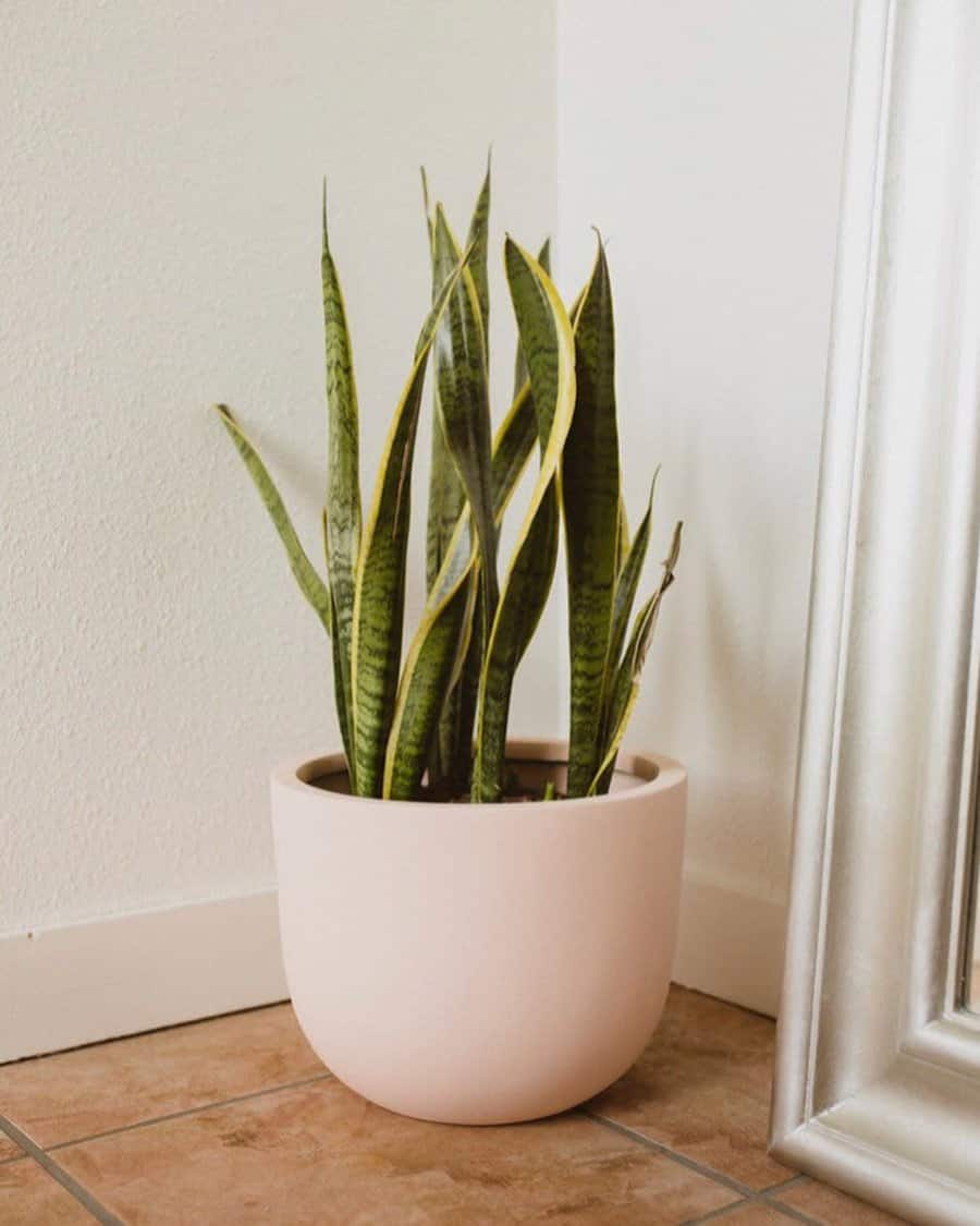 White ceramic pots