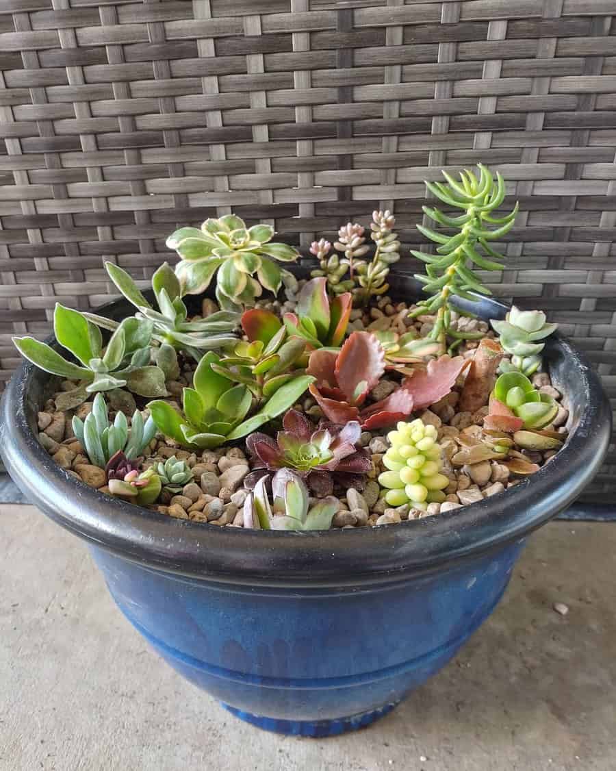 large pot with succulent garden