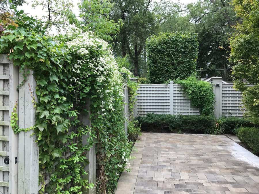 Lattice fence with climbing plants and patio