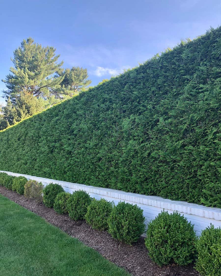 Living bush fence 