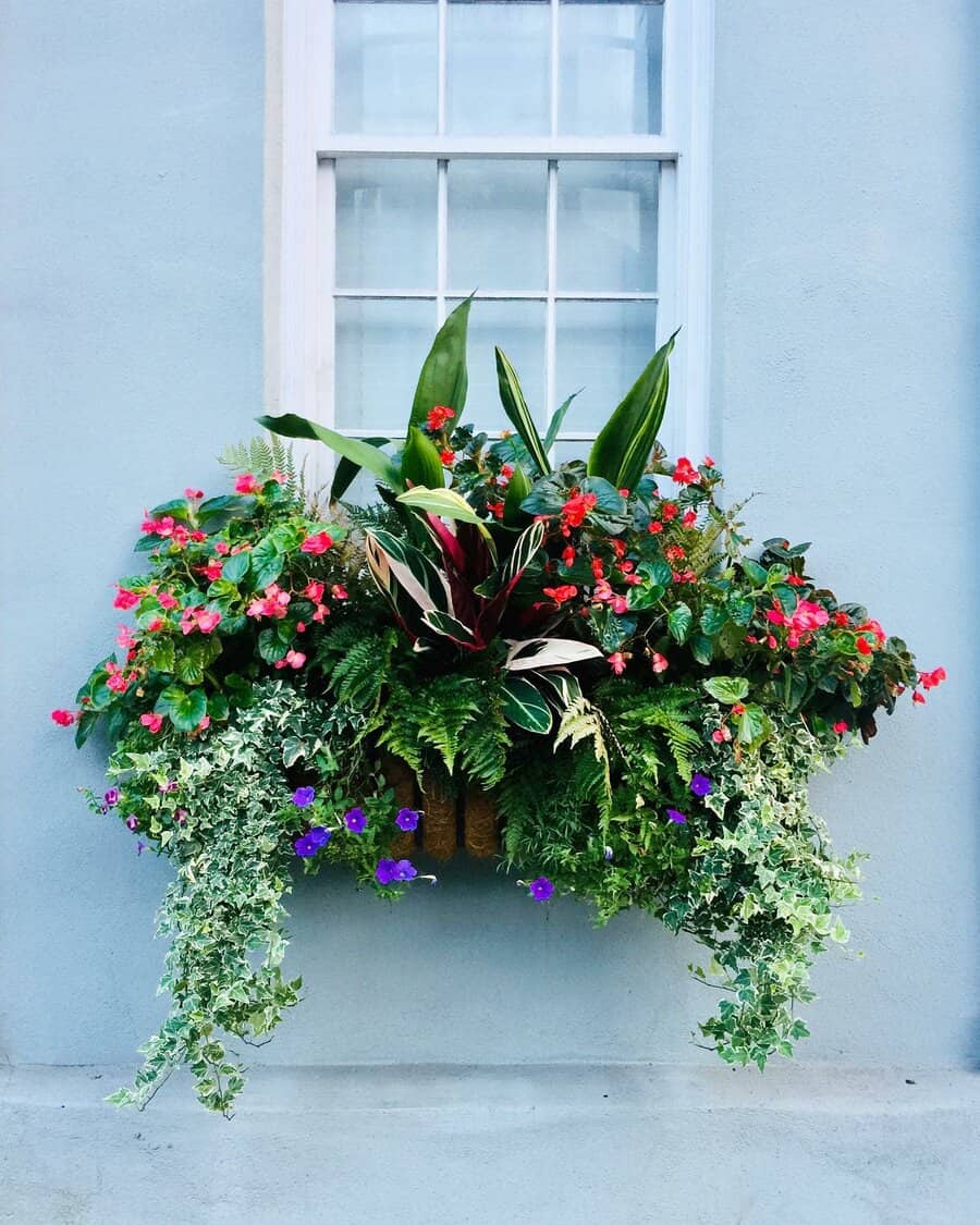 Window box arrangement on coco fiber