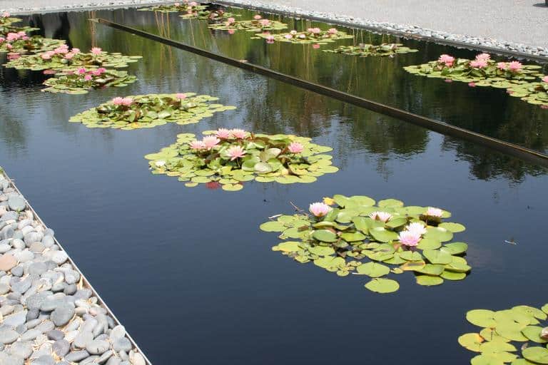 Modern pond ideas