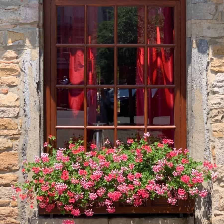 Pink Geraniums in a window box