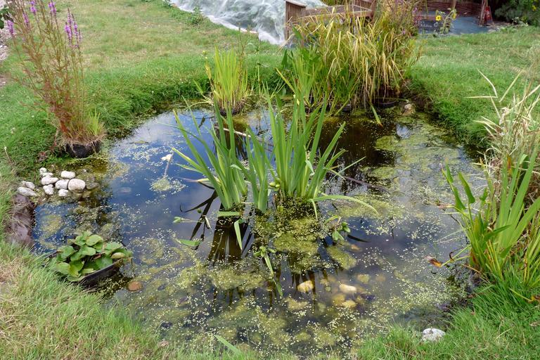 Natural looking backyard ponds