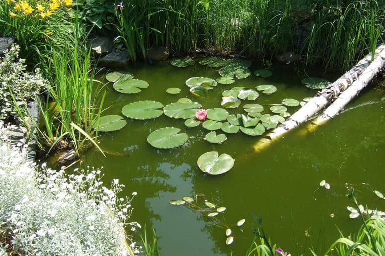 Natural Backyard Pond Ideas 3