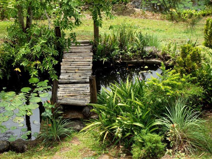 Natural backyard ponds