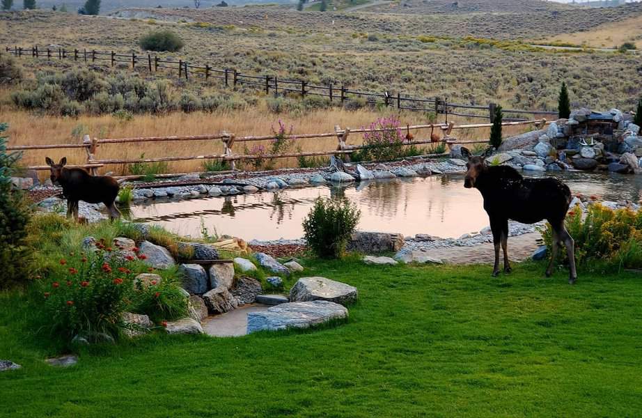 Rustic pond with moose and mountain backdrop