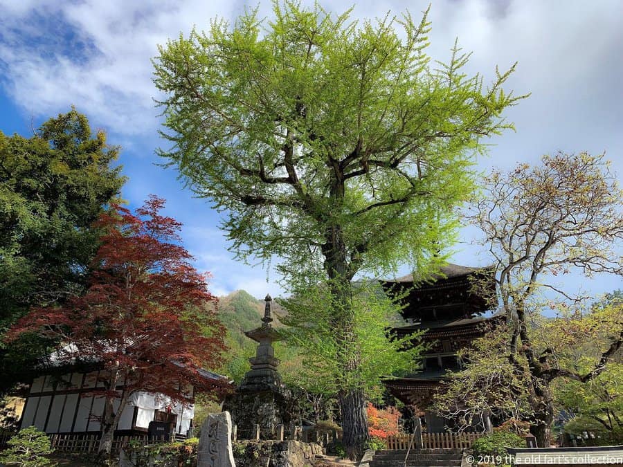 A tall ginkgo tree with vibrant green leaves stands by a traditional Japanese pagoda, surrounded by colorful autumn foliage