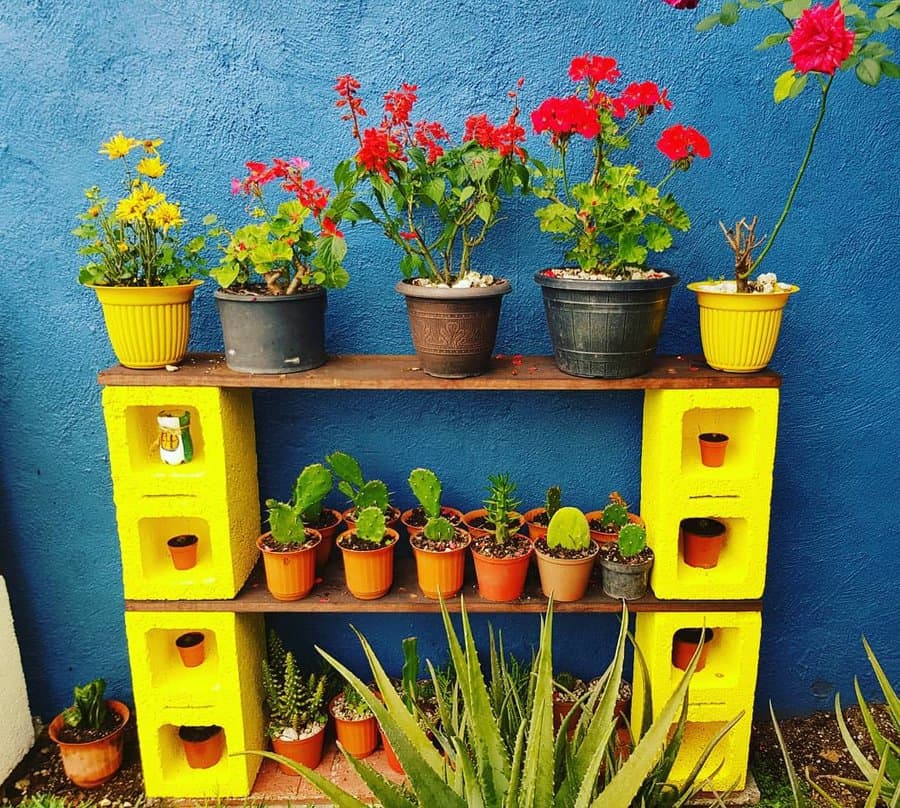 Bright and colorful DIY cinder block plant shelf with yellow-painted blocks and wooden planks, displaying vibrant flowers and succulents against a blue wall