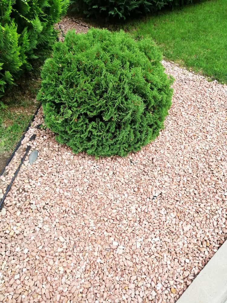 Pebbled garden path