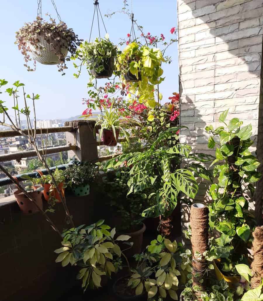 Lush balcony garden with potted and hanging plants, vibrant greenery, and flowering vines, creating a tropical retreat with a city view