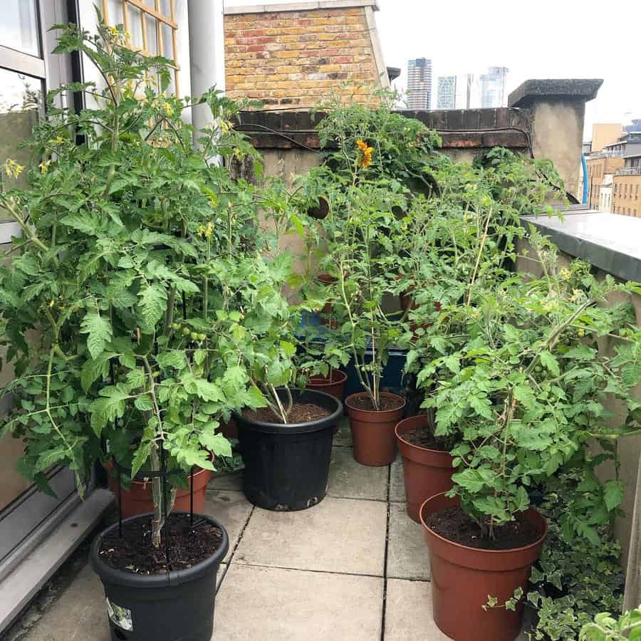 Urban balcony garden with potted tomato plants growing in containers against a brick wall, creating a lush green space with a city view